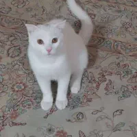 پرشین ـ اسکاتیش|گربه|رشت, منظریه|دیوار