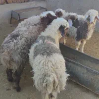 بره پرواری|حیوانات مزرعه|ایوان, |دیوار