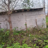 فروش زمین باغی  بادرخت صنوبر۴ساله