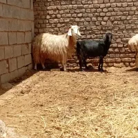 بز چاق ومیش زایده