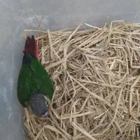 جوجه گرینچیک