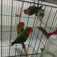 طوطی برزیلی|پرنده|ملارد, |دیوار