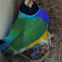 فنچ گلدین|پرنده|کرج, ساماندهی|دیوار