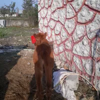 لیشه چالوسی ۷ماهه    گاو ورزا|حیوانات مزرعه|رشت, شهرک صبا|دیوار