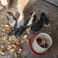 تخم نطفه دار گلین لری اصیل ریشی چهل تاج|حیوانات مزرعه|فولادشهر, زاینده رود|دیوار