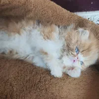 فروش پرشین سوپر فلت