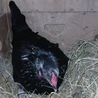 تخم مرغ محلی اصیل وکرچ شو و اسراعیلی