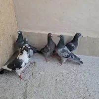 کبوتر المانی|پرنده|بیرجند, |دیوار