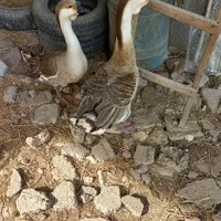 قوغاز اصل خاکستری