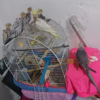 عروس هلندی مولدباجوجه ها و قفس کامل|پرنده|شیراز, شیخ علی چوپان|دیوار