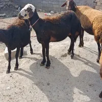 میش داشتی