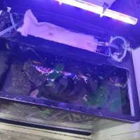 آکواریوم ma24 ماهیران|ماهی|مشهد, فاطمیه|دیوار