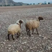 فروش بره کیلویی|حیوانات مزرعه|اشکنان, |دیوار