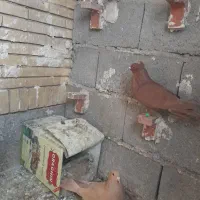 زرد گلی|پرنده|ماهان, |دیوار