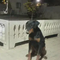 فروش سگ دوبرمن|سگ|کرج, باغستان|دیوار