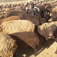 میش های اصیل قزل افشار