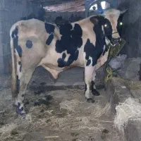 گاو نر گوساله ورزا سیمینتال گوشتی