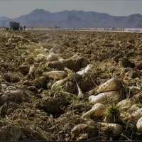 چغندر علوفه ای