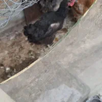 مرغ تخم کن|حیوانات مزرعه|شاهین‌شهر, شهرک پردیس|دیوار