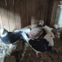 6تا کبوتر آس|پرنده|شاهرود, |دیوار