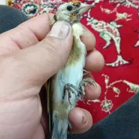 سهره نر و ماده|پرنده|تبریز, |دیوار