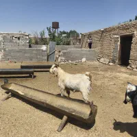 پازن|حیوانات مزرعه|شیراز, بازار|دیوار