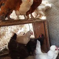 تخم مرغ نطفه‌دار نژاد لوهمن، لهستانی، آیسبار،سلطان|حیوانات مزرعه|فردیس, فردیس|دیوار