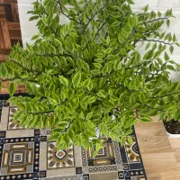 گل برق قاشقی|گل و گیاه طبیعی|خشکبیجار, |دیوار