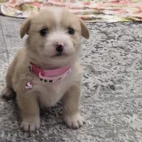 سگ مالتیز پودل