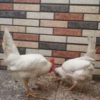 دوعددخروس|حیوانات مزرعه|قم, ولیعصر|دیوار