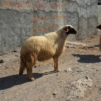 دوراس قوچ جوان شرطی