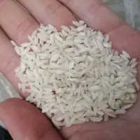 برنج علی کاظمی