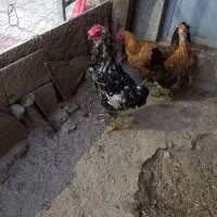 مرغ وخروس گلین|حیوانات مزرعه|مشگین شهر, |دیوار