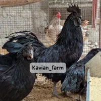 تخم،جوجه آیام سمانی،براکل،برهما،ویاندوت|حیوانات مزرعه|تهران, استاد معین|دیوار