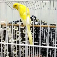 قناری رسمی بلند|پرنده|تفت, |دیوار