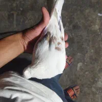 کفتر نر 250