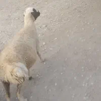 گوسفند قزلی