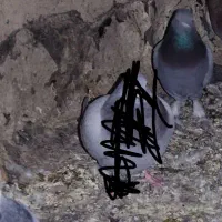 کبوترپاکستانی|پرنده|زابل, |دیوار