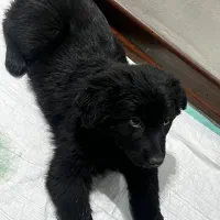 واگذاری ژرمن بلک