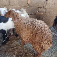 بره بابز|حیوانات مزرعه|اهواز, منازل کارون|دیوار