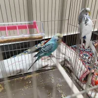 مرغ عشق جفت