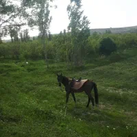 مادیان ترکمن ۳ ساله