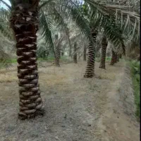میفرستم ازرامشیر|خدمات باغبانی و درختکاری|ایلام, |دیوار