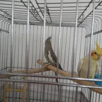 سه عدد عروس هلندی مولد|پرنده|فردیس, فردیس|دیوار