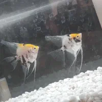 آنجل کله پرتقالی