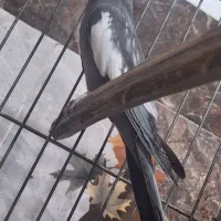 عروس هلندی|پرنده|بهبهان, |دیوار