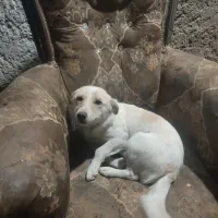 سگ اشپیتز ماده