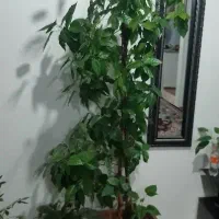 درختچه ختمی چینی