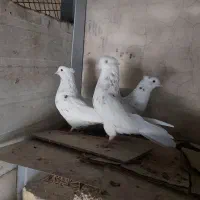 کبوتر سینه|پرنده|شیراز, تاچارا|دیوار