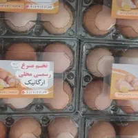 تخم مرغ محلی